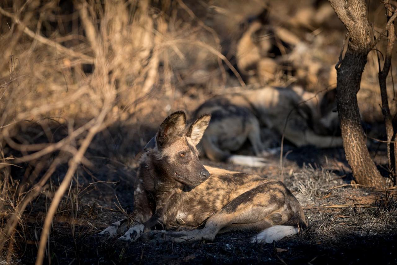 Nkuhlu Tented Camp Skukuza Eksteriør billede