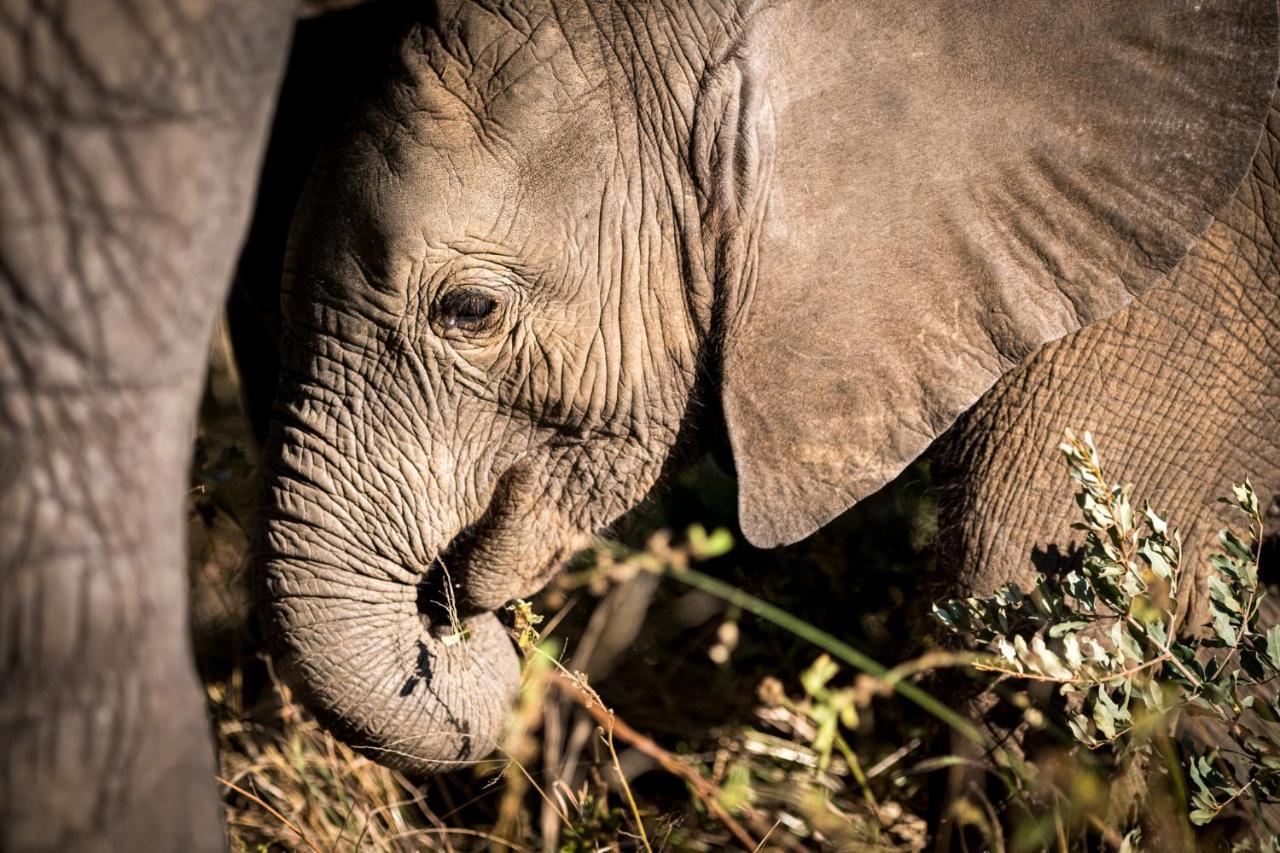 Nkuhlu Tented Camp Skukuza Eksteriør billede