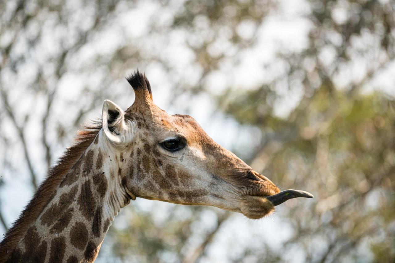 Nkuhlu Tented Camp Skukuza Eksteriør billede