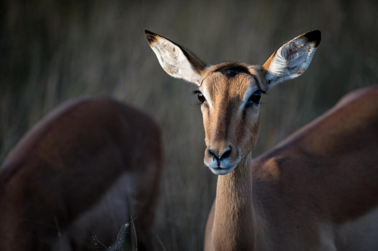 Nkuhlu Tented Camp Skukuza Eksteriør billede