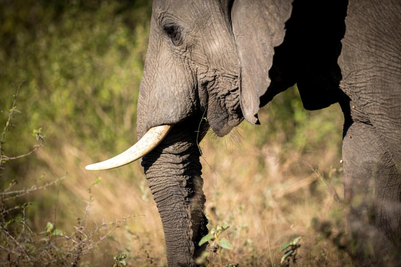 Nkuhlu Tented Camp Skukuza Eksteriør billede