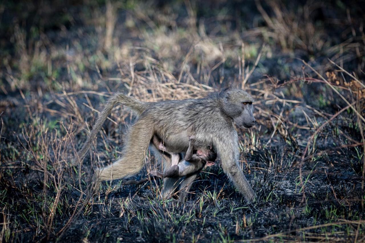 Nkuhlu Tented Camp Skukuza Eksteriør billede