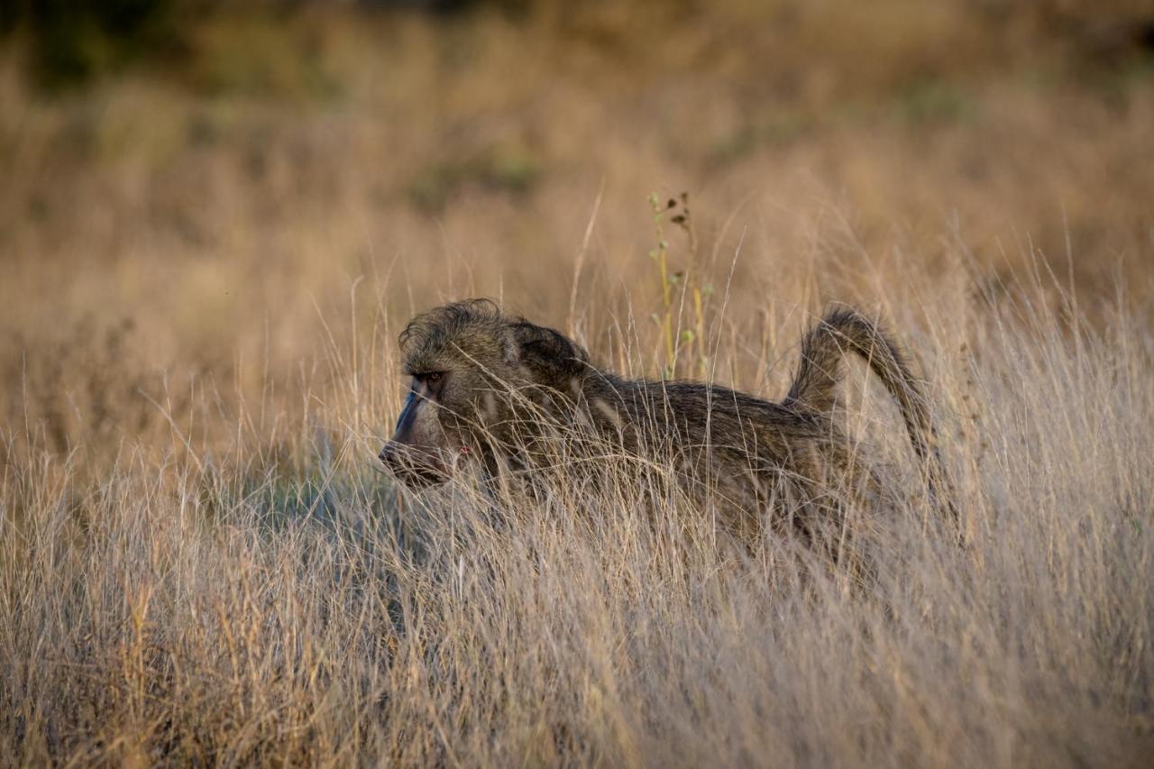Nkuhlu Tented Camp Skukuza Eksteriør billede