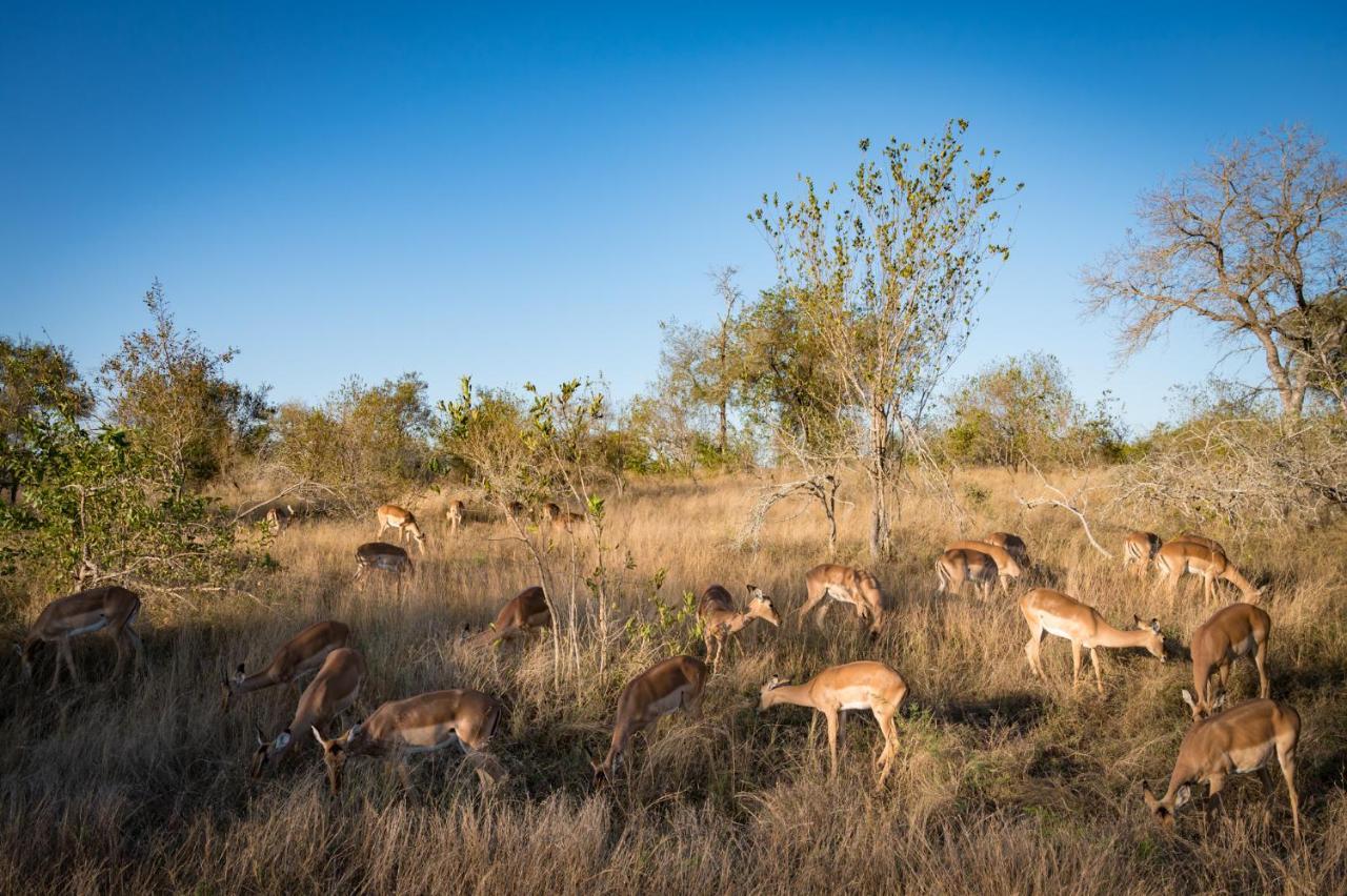 Nkuhlu Tented Camp Skukuza Eksteriør billede